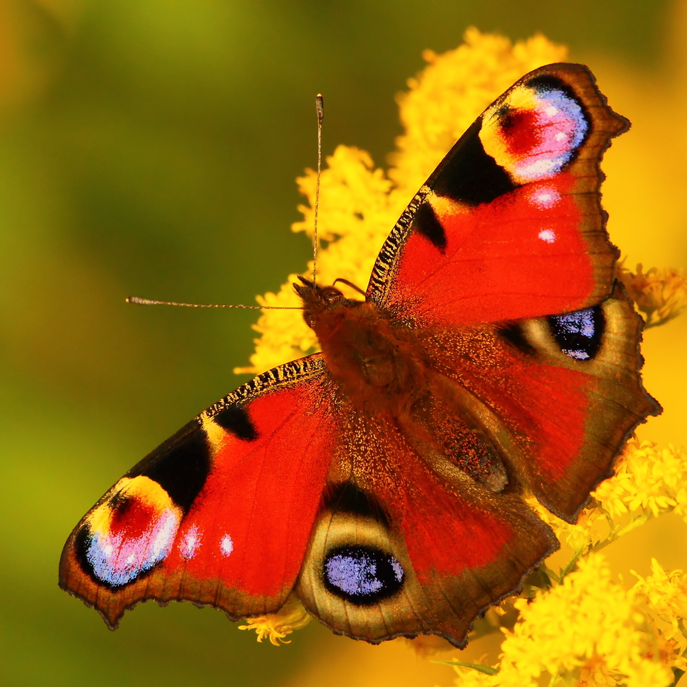 Peacock butterfly